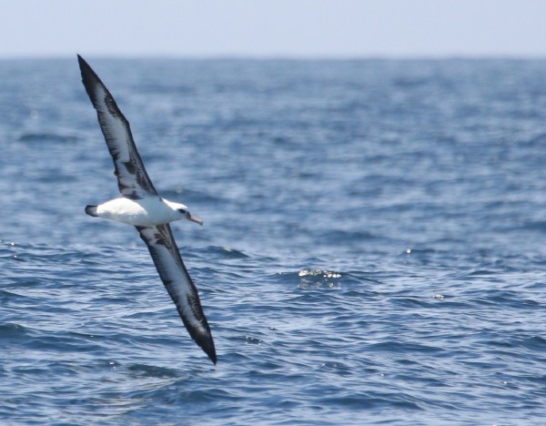 Laysan Albatross